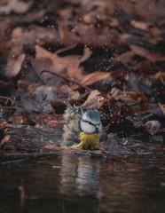 Blue tit bath with autumn background