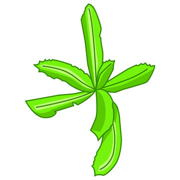 Culantro (Recao)