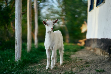 Obraz premium goat on pasture