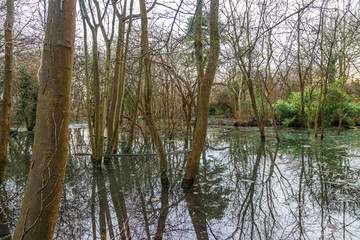 Flooded woodland on the railway land in Lewes, after heavy winter rain © lemanieh