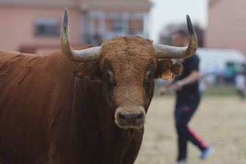 bull in field