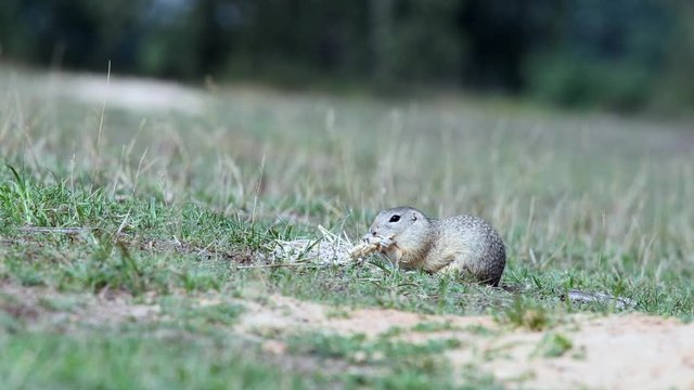 Ground squirrel in its natural habitat