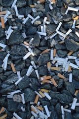 vast amount of cigarette butts in gravel as symbol for littering,  environmental pollution and...