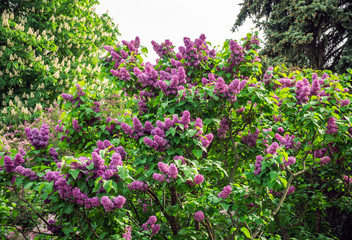 Spring Blooming Lilac Tree