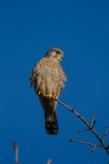 Kestrel at branch with blue sky