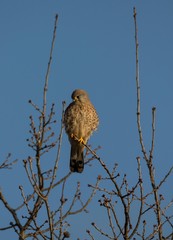 Kestrel at tree with blue sunny sky