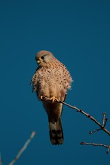 Kestrel portrait with blue background