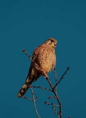 Bird of prey portrait with blue background