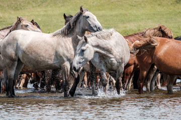 Fototapeta premium white horses in the river on a hot summer day