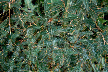 green spike texture