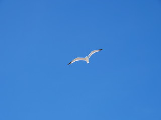 Mediterranean Seagull