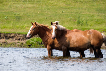 two horses in the river green grass