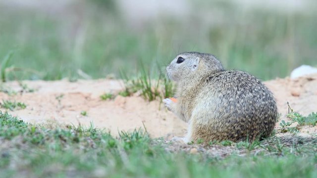 Ground squirrel in its natural habitat