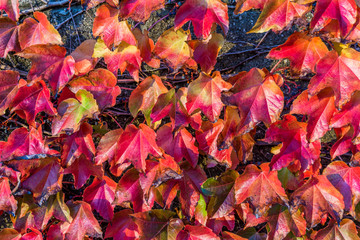 Rich Fall Leaves Background 4