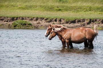 two horses in the river are knee deep in the water