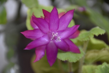 purple flower