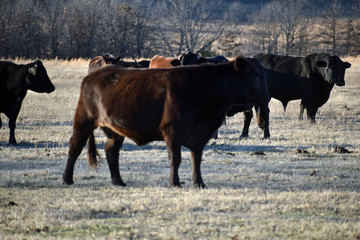 Angus Cattle in the Pasture