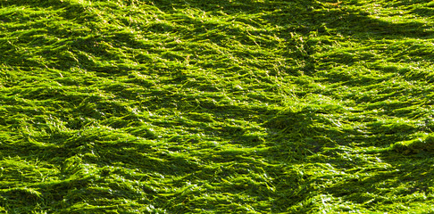 Wet green seaweed as background