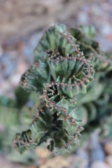 A colony of cacti with spines Bambi color Sharm El-Sheikh, Egypt