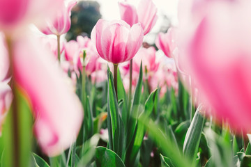 Pink tulip flowers