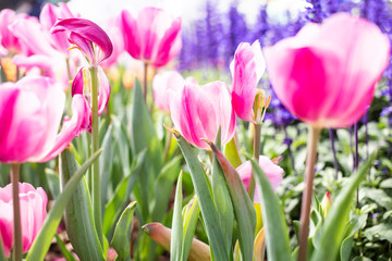 Tulip flowers in pink