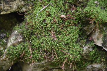 mosses germinated on stone