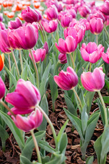 Pink tulips