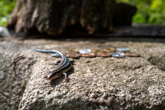 A lizard in front of donated coins in Kamakura