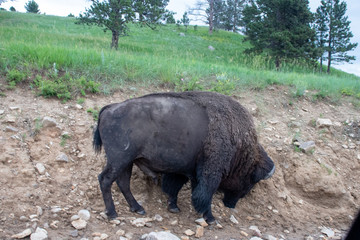buffalo in the mud