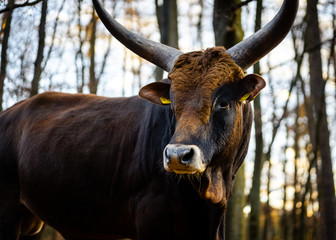 Rinder auf der Koppel am Flugplatz, Oerlinghausen, Teutoburger Wald, Deutschland