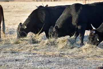 Cattle Grazing Hay