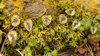 Wenn Frost und Nebel zusammenkommen, werden aus einfachen Motiven Schönheiten