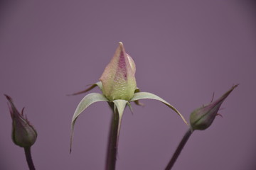 yellow roses and buds in front of purple background