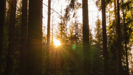 View against the sun in a spruce forest in the Czech Republic