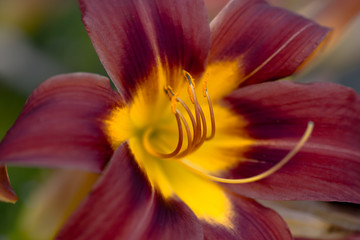 Lily Macro