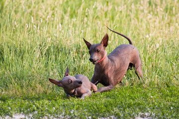 Two dogs of the breed xolo (xoloitzcuintle, mexican hairless) mother and cub, play