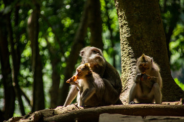 Monkeys In Sacred Monkey Forest Sanctuary In Ubud, Bali, Indonesia