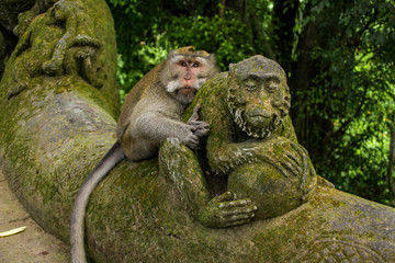 Monkeys In Sacred Monkey Forest Sanctuary In Ubud, Bali, Indonesia