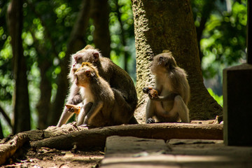Monkeys In Sacred Monkey Forest Sanctuary In Ubud, Bali, Indonesia