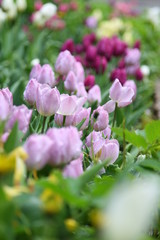 Obraz premium tulips in garden