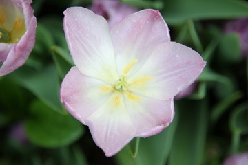 Naklejka premium tulips in garden