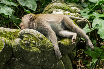Monkeys In Sacred Monkey Forest Sanctuary In Ubud, Bali, Indonesia