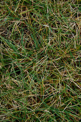 dry and green grass texture. summer, autumn background