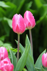 tulips in garden