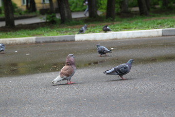 pigeons in the park