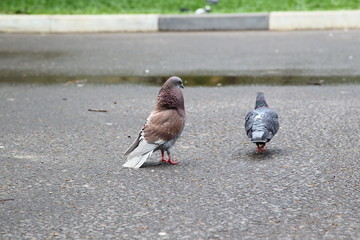pigeons in the park