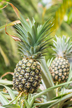 Pineapple plant field, Pineapple tropical fruit growing in garden
