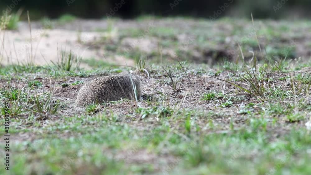 Wall mural Ground squirrel in its natural habitat