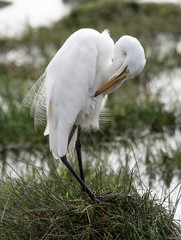 great white egret on a background