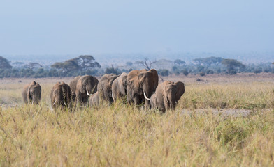 herd of elephants in Amboseli National Park, Kenya, Africa